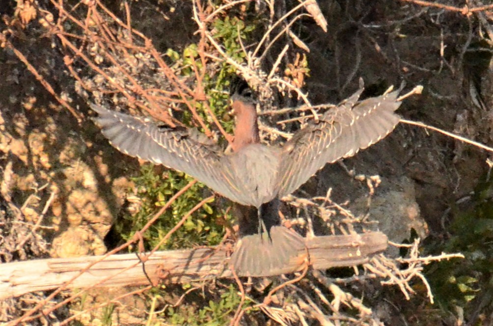 Green Heron - ML249161081