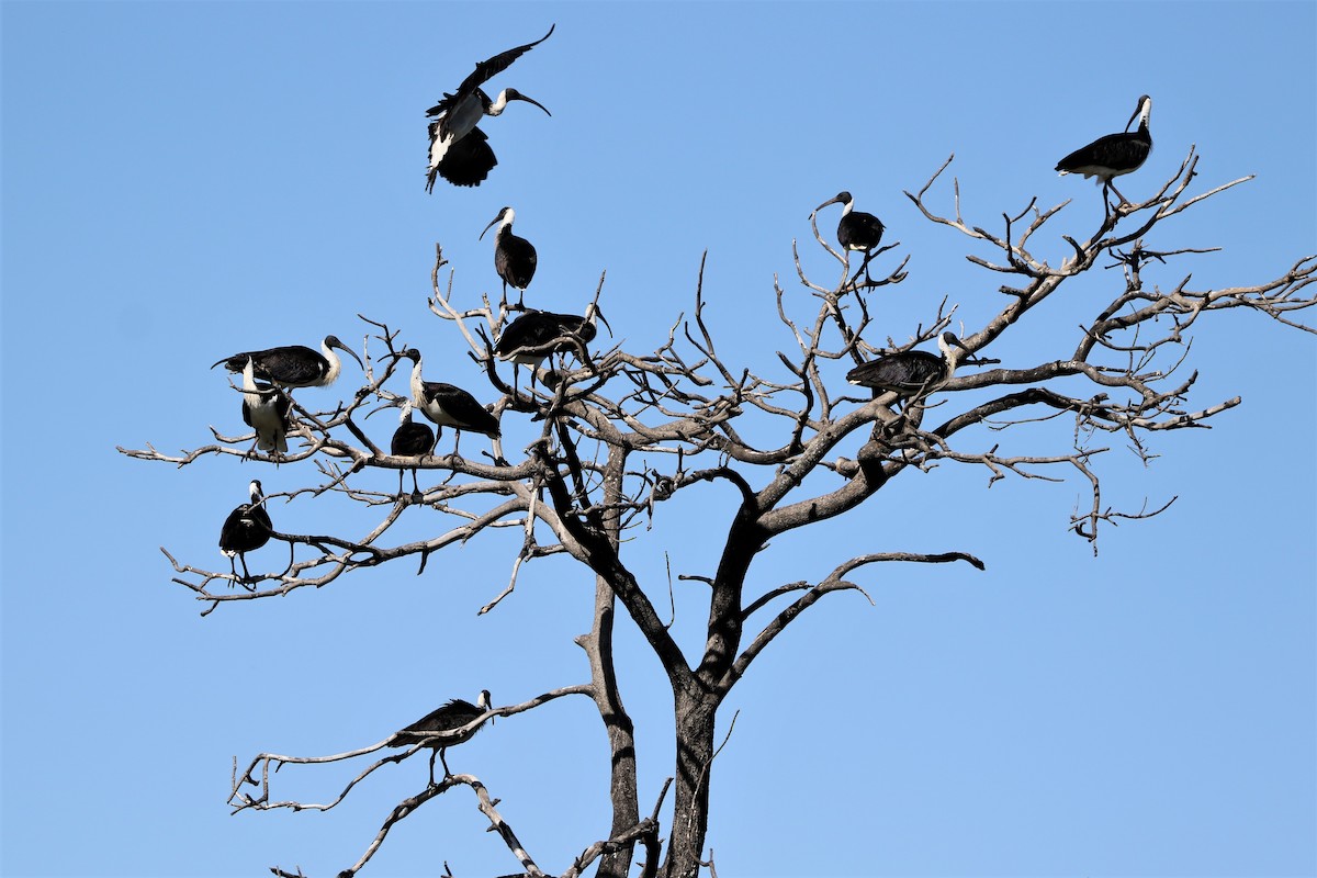 Straw-necked Ibis - Peter Johnson