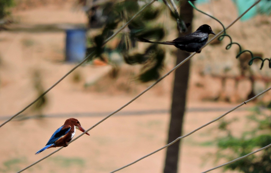 White-throated Kingfisher - ML249162211