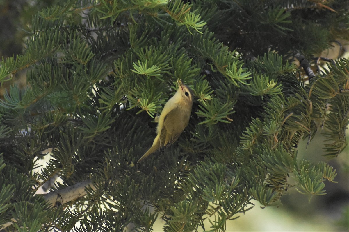 Warbling Vireo - Axel Roos