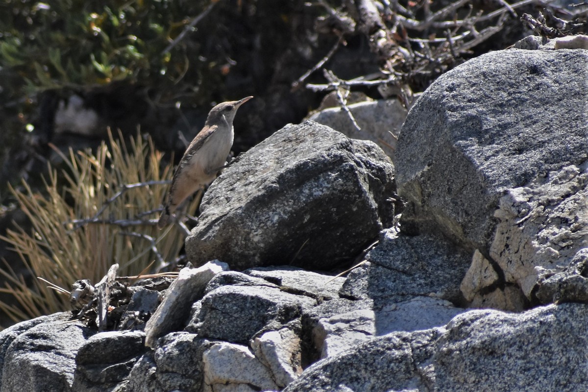 Rock Wren - Axel Roos