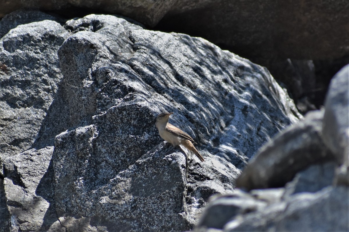 Troglodyte des rochers - ML249162401