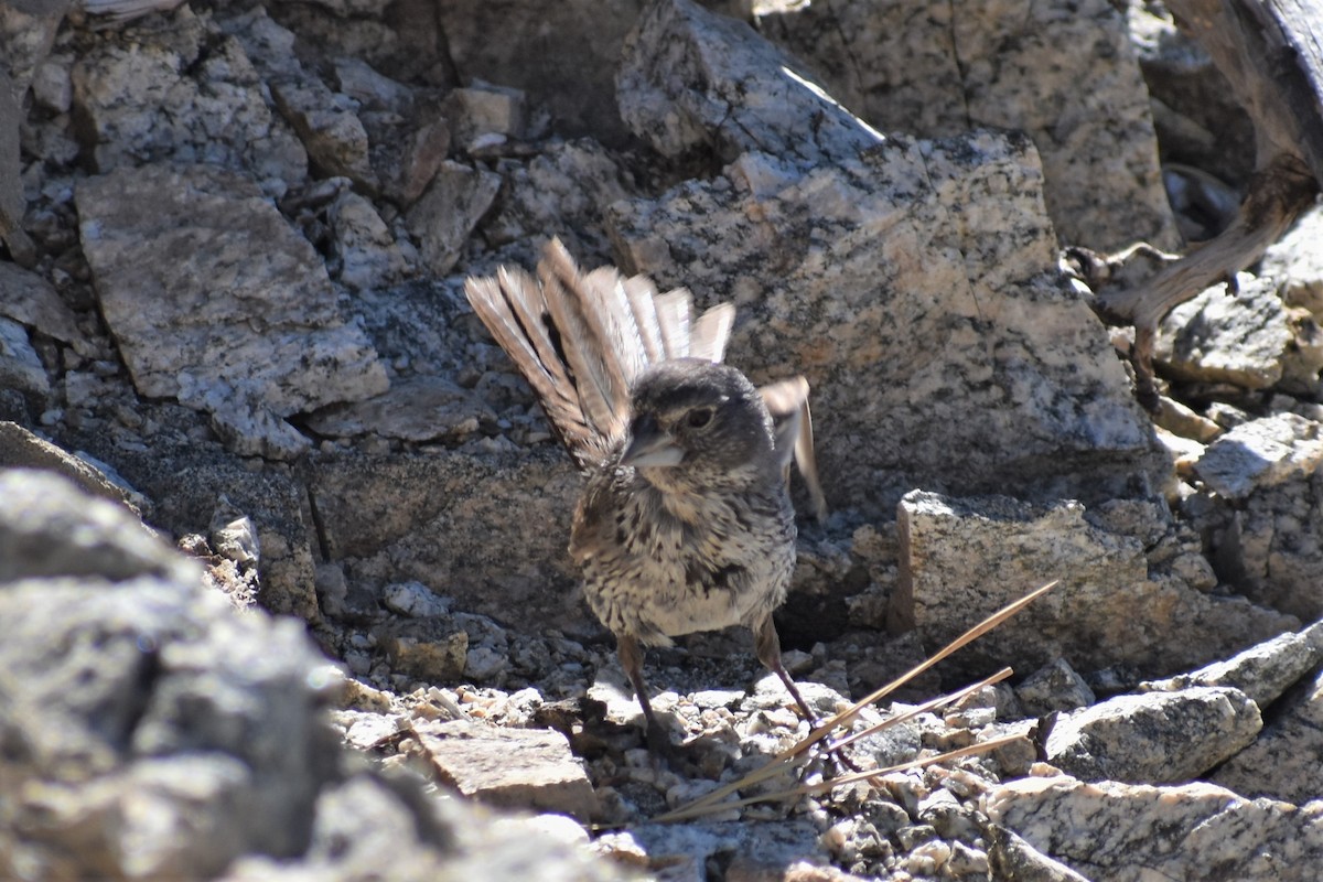 Fox Sparrow - ML249162491