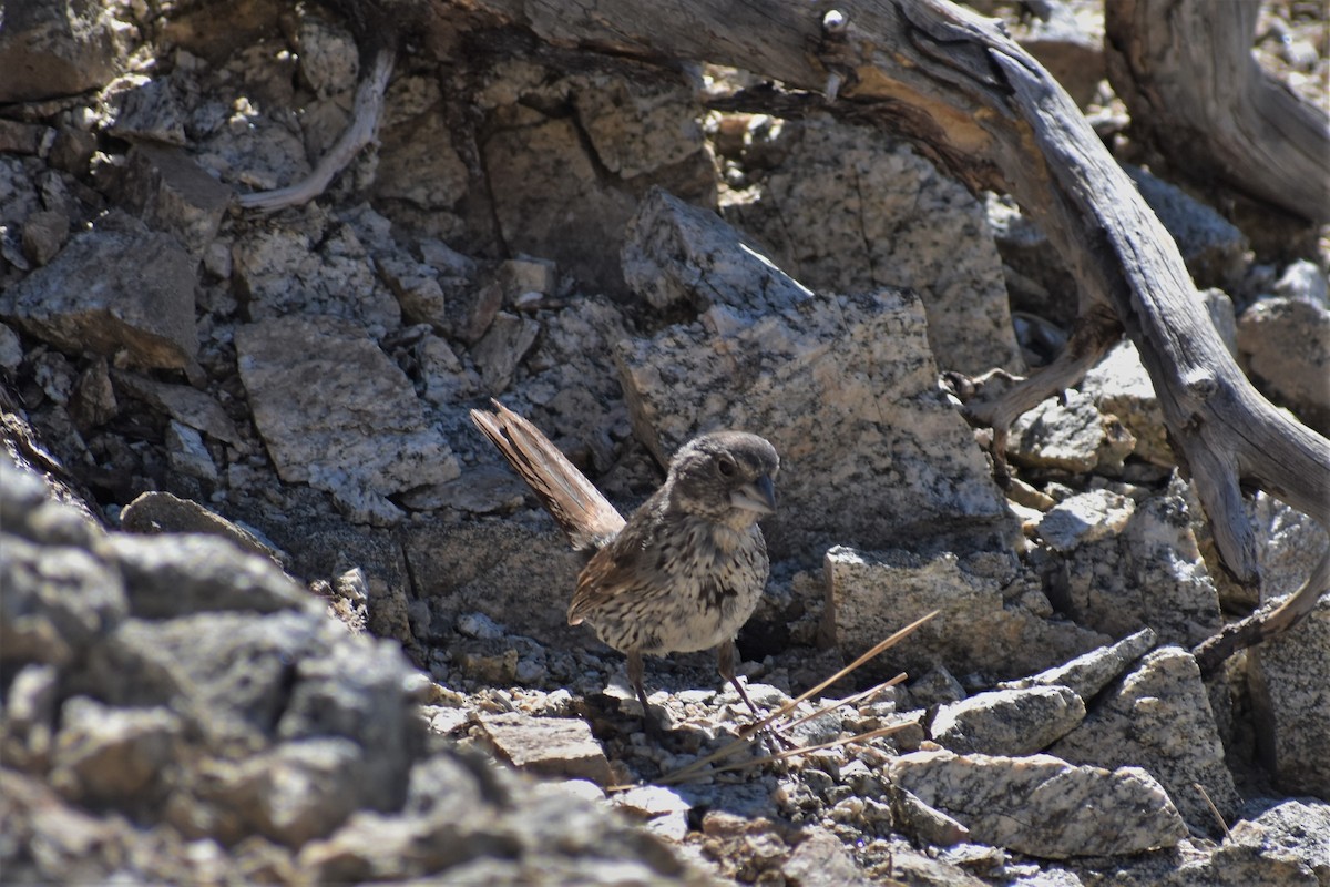 Fox Sparrow - ML249162501