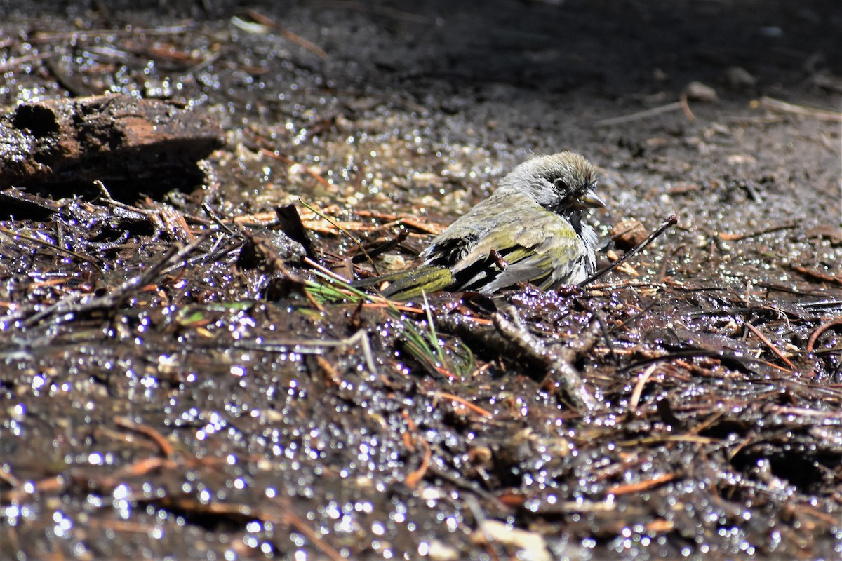 Green-tailed Towhee - Axel Roos