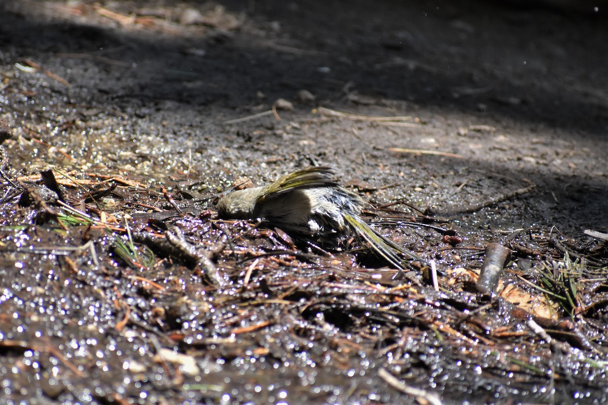 Green-tailed Towhee - ML249162541