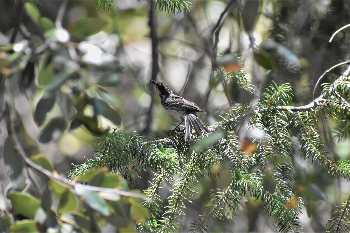 Black-throated Gray Warbler - Axel Roos