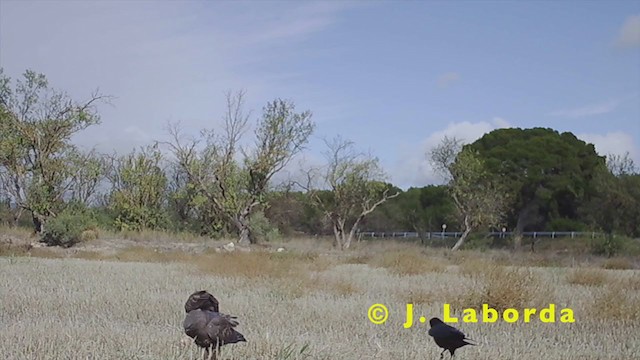 Common Buzzard - ML249164181