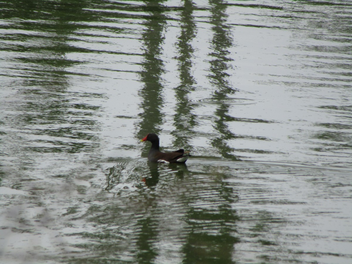 Eurasian Moorhen - Selvaganesh K