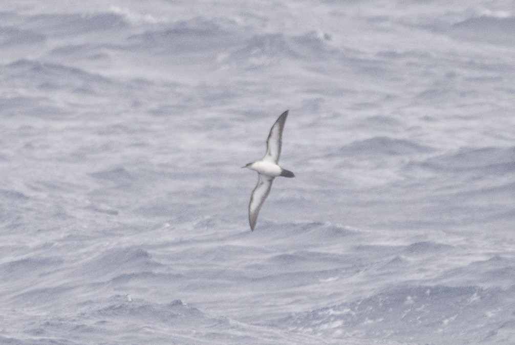 Wedge-tailed Shearwater - ML249164971