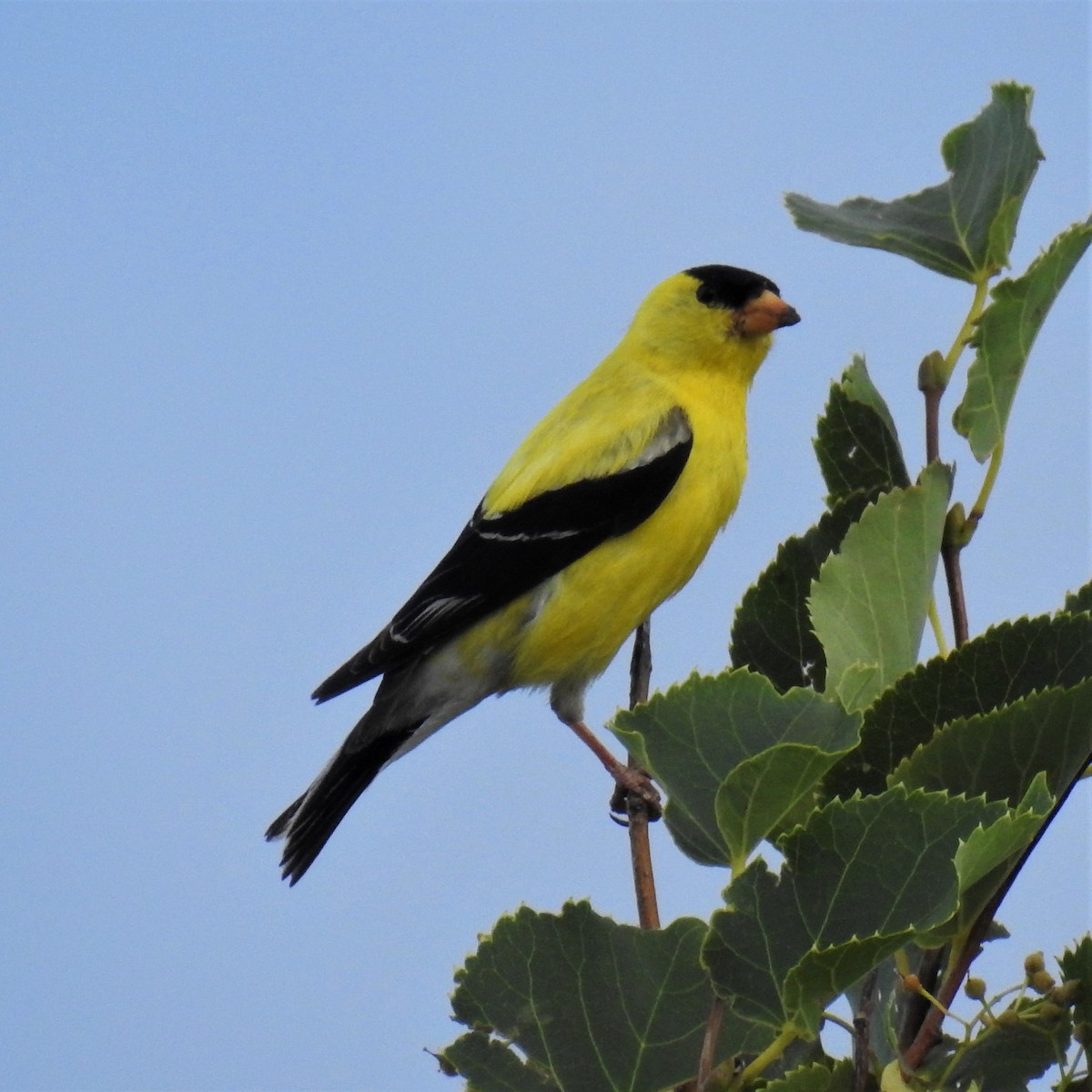 American Goldfinch - ML249165471