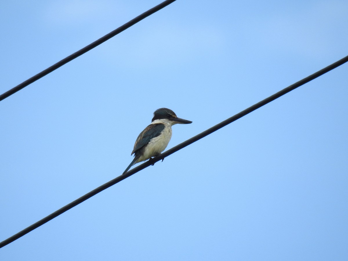 Sacred Kingfisher - ML249166871