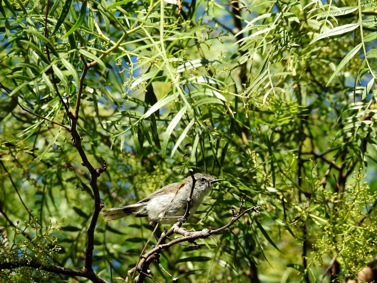 Gray Gerygone - ML249167751