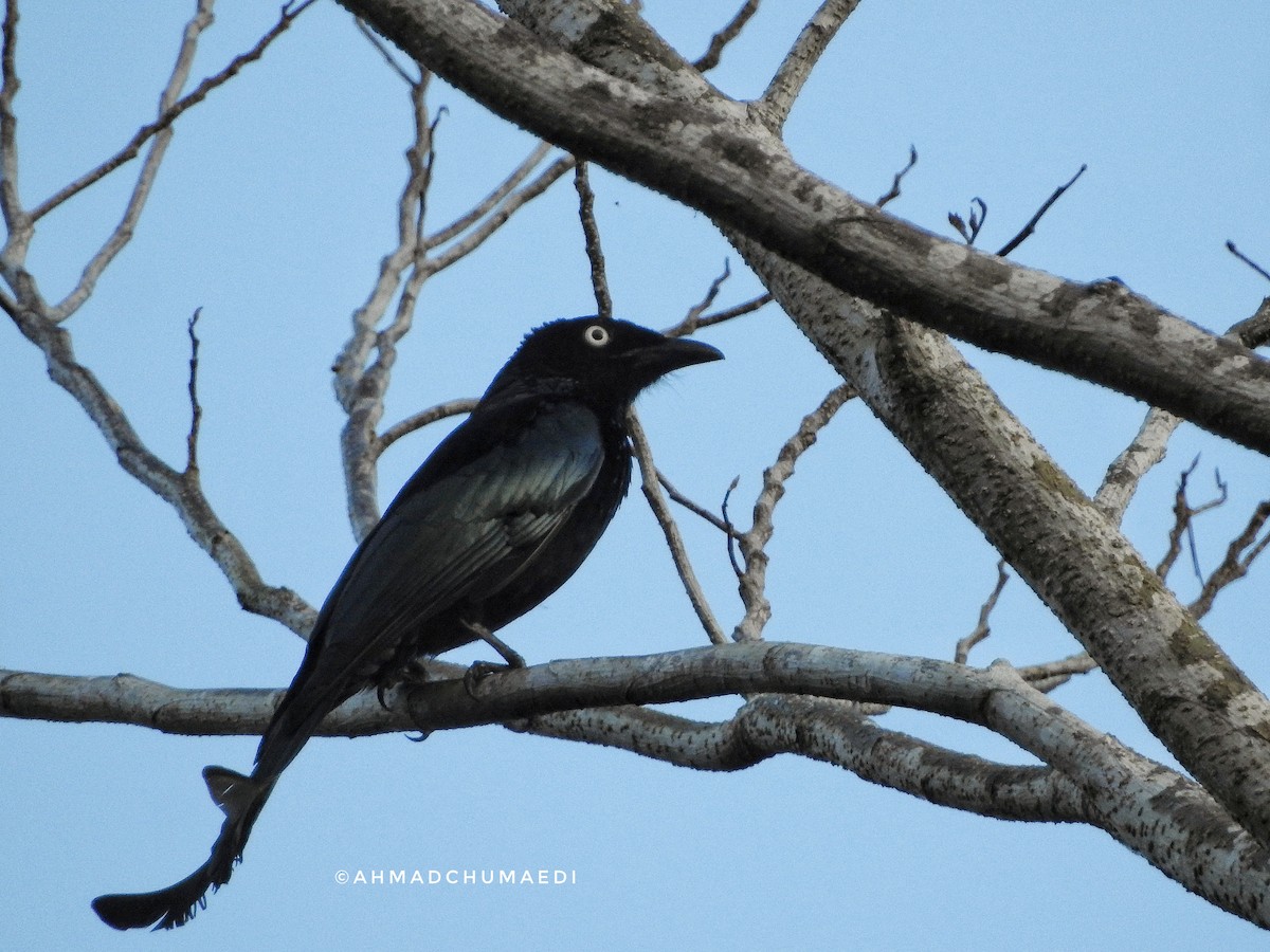 Drongo à crinière - ML249167941