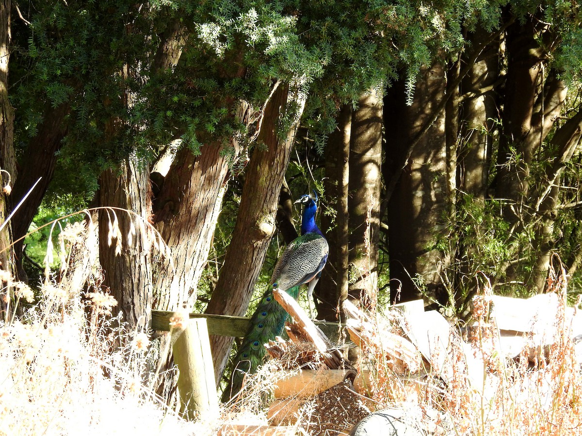 Indian Peafowl - ML249168091