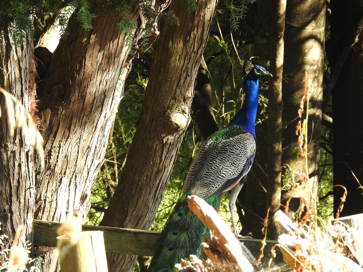 Indian Peafowl - ML249168161