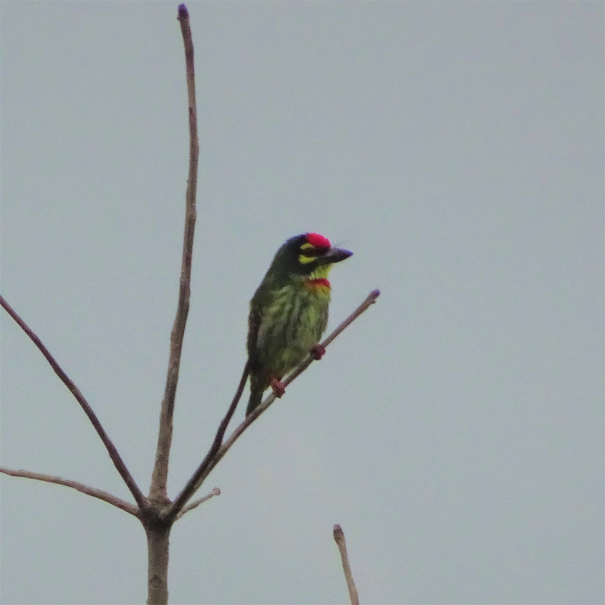 Coppersmith Barbet - ML249168211