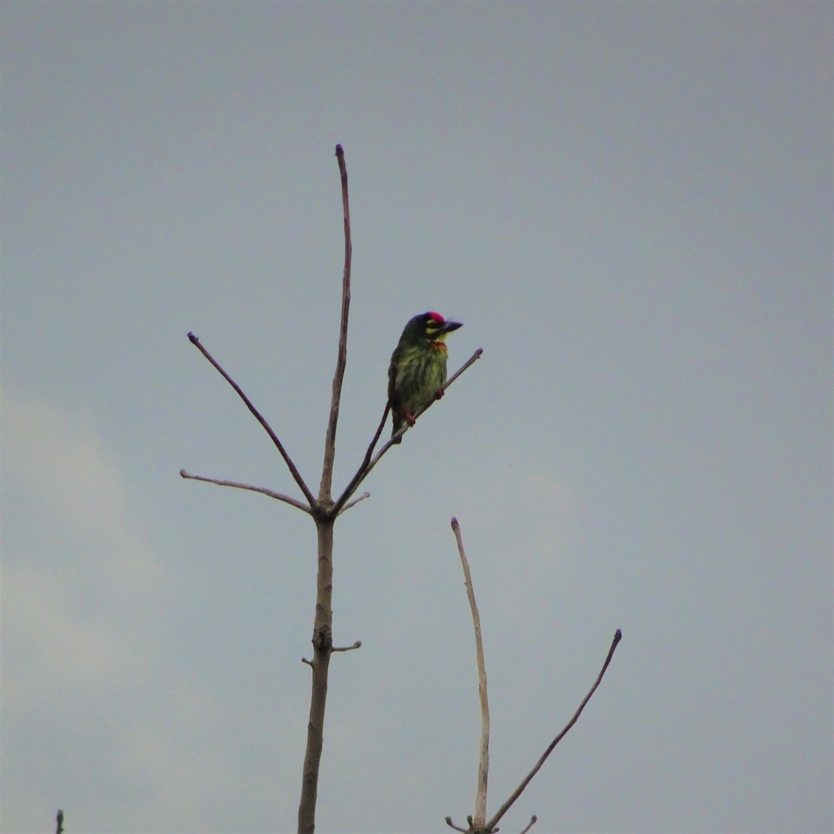 Coppersmith Barbet - ML249168221