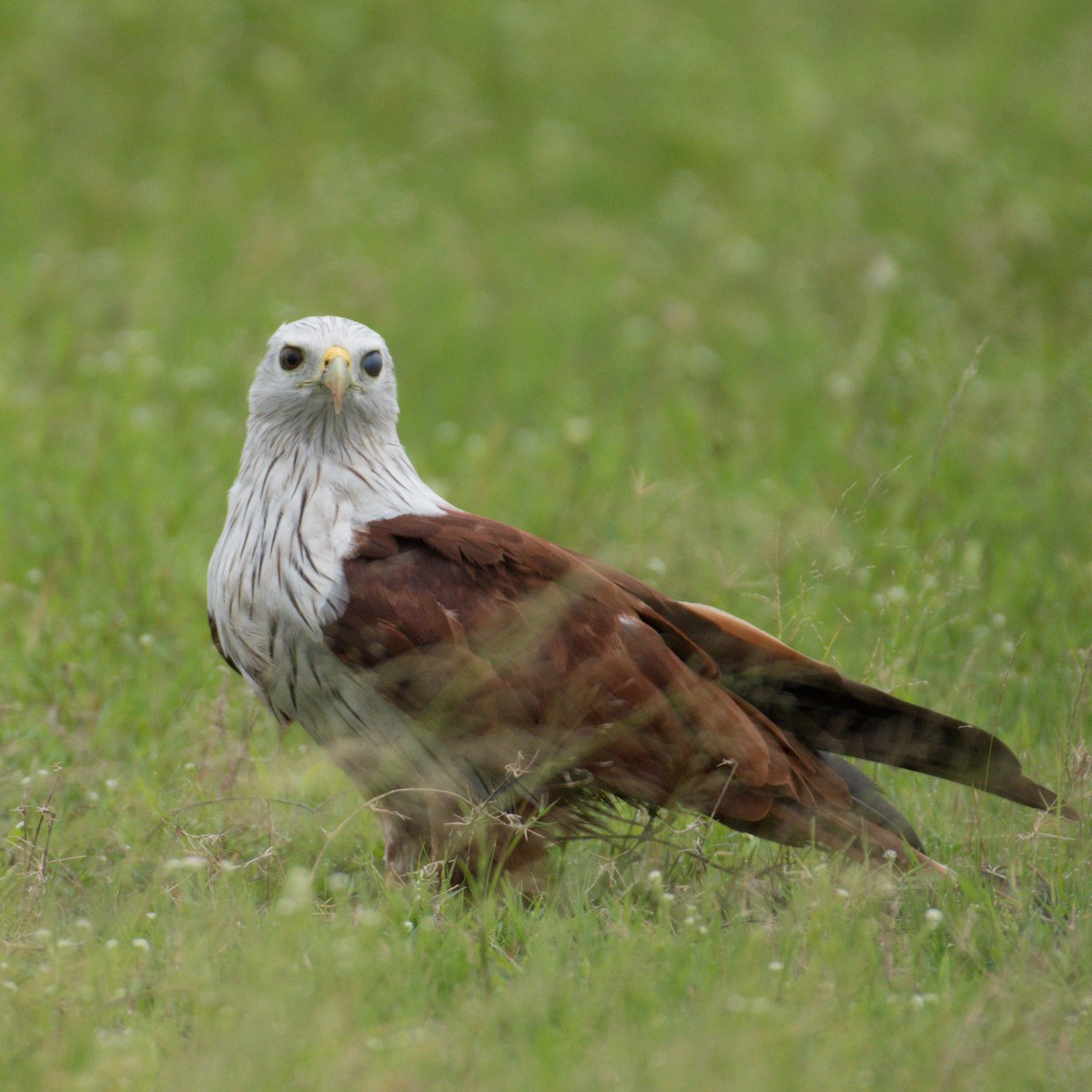 Brahminy Kite - ML249168861