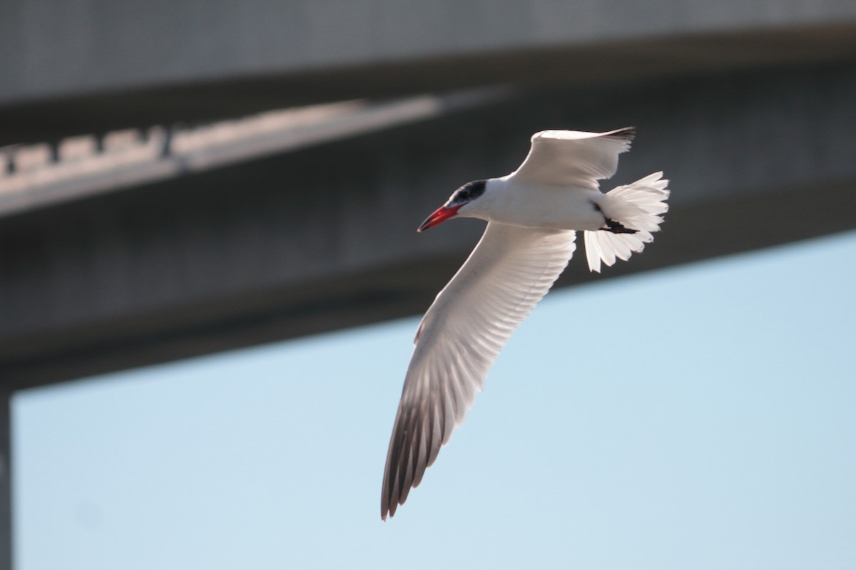 Caspian Tern - Chris A