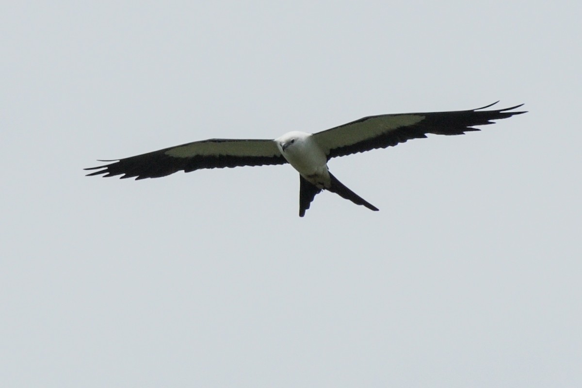 Swallow-tailed Kite - Maryse Neukomm