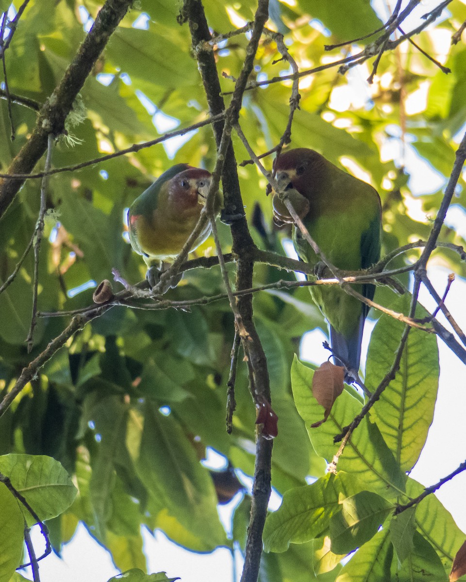 Rusty-faced Parrot - ML249171341