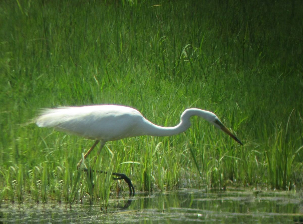 Great Egret - ML249171421