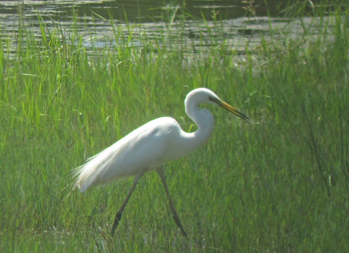 Great Egret - ML249171451