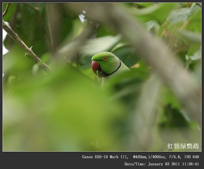 紅領綠鸚鵡 - ML249171811