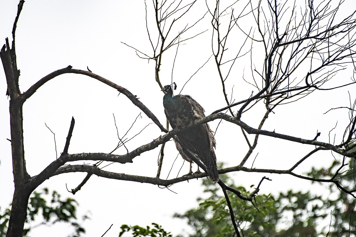 Indian Peafowl - ML249173081