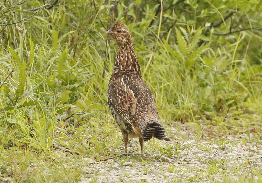 Ruffed Grouse - ML249175501