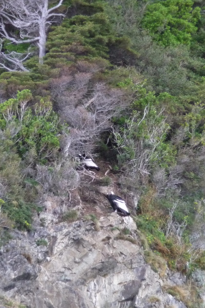 Andean Condor - ML249177851