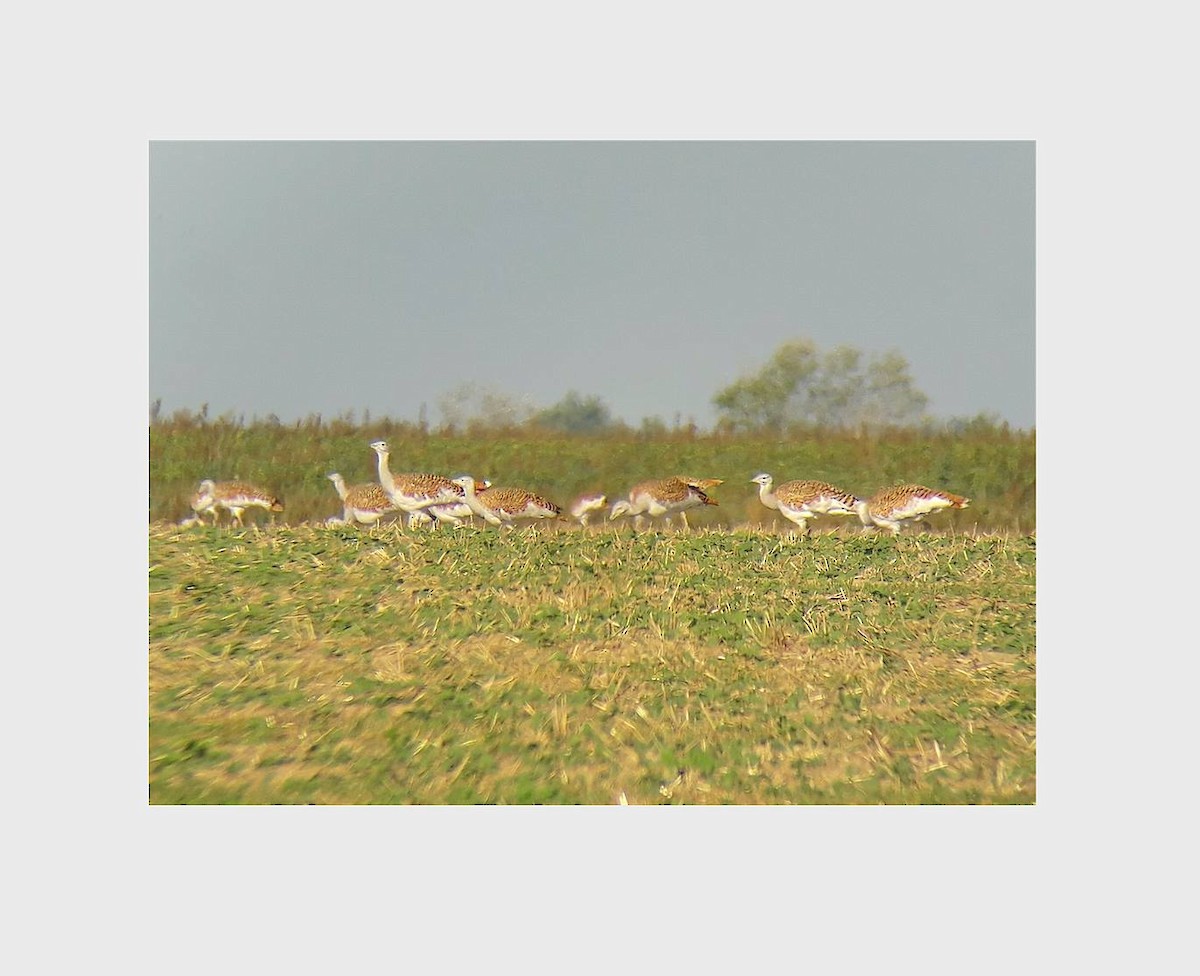 Great Bustard - ML249177931