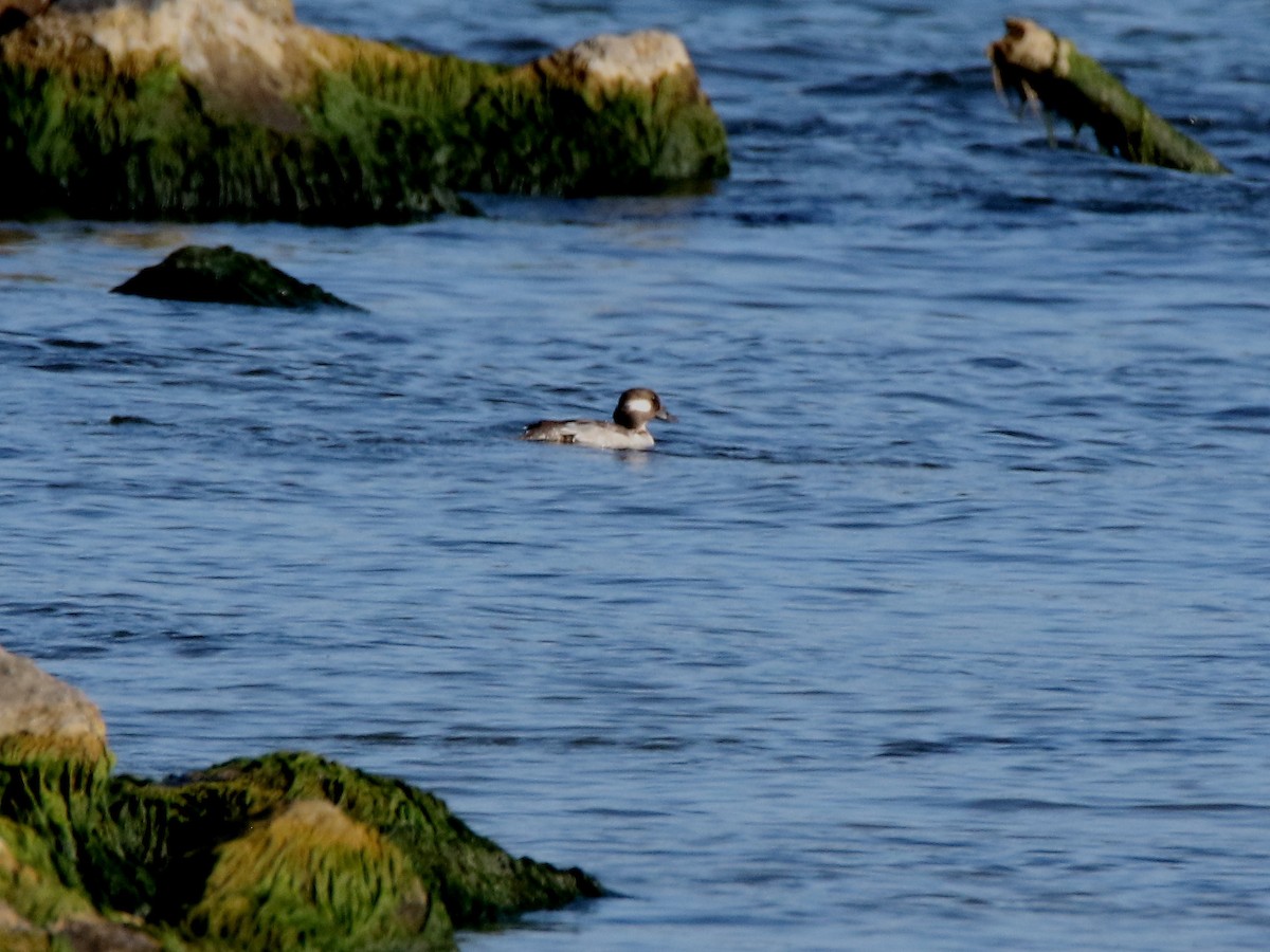 Bufflehead - ML249178371