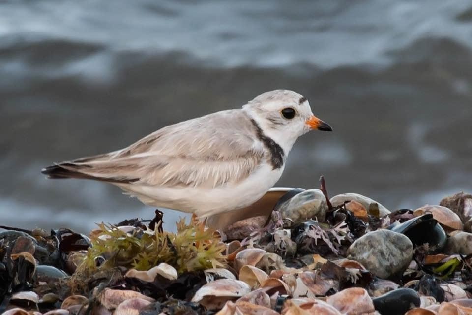 Piping Plover - ML249179981