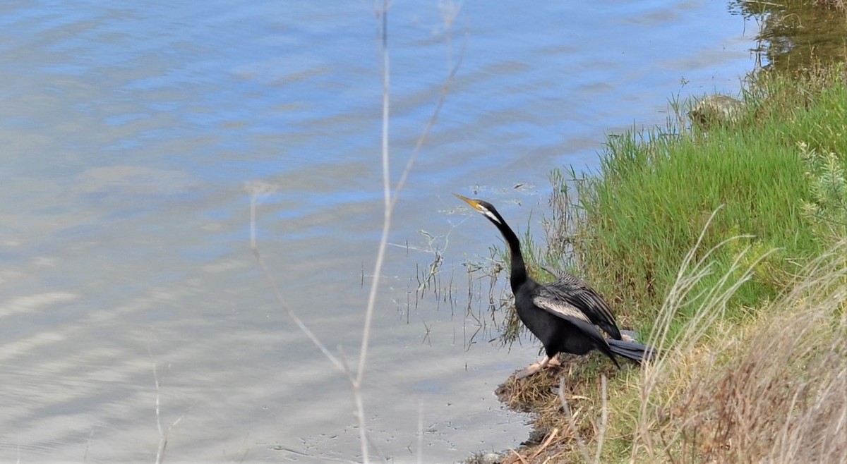 Australasian Darter - ML249180981