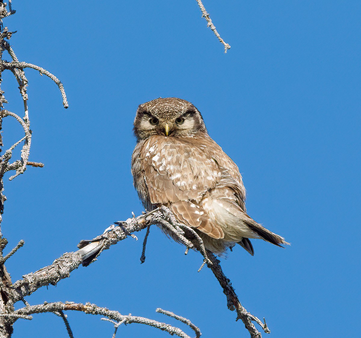 Northern Hawk Owl - Russell Thorstrom