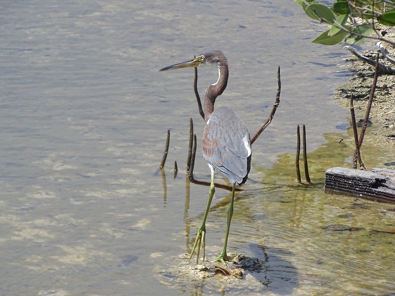 Tricolored Heron - Ralph Akkermans