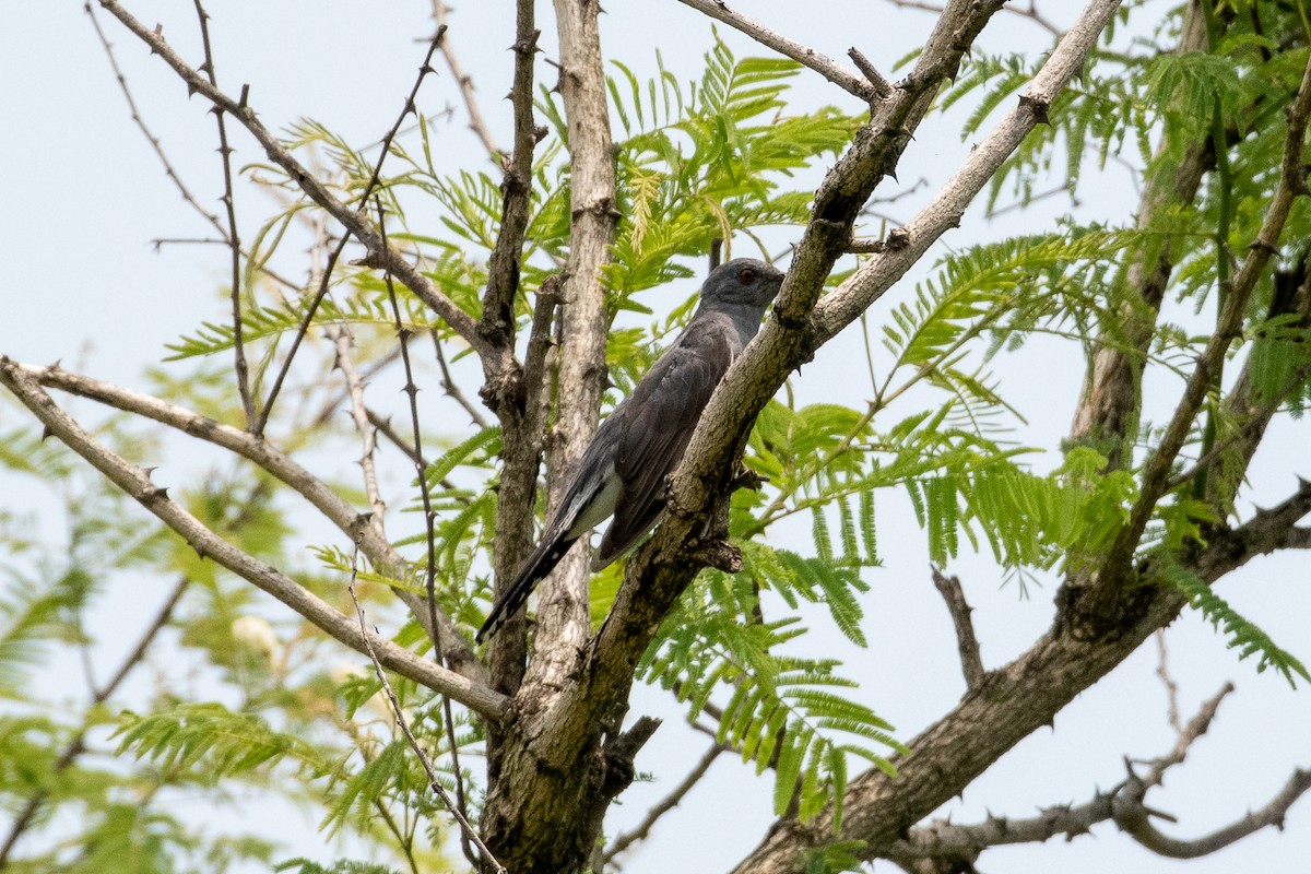 Gray-bellied Cuckoo - ML249184551