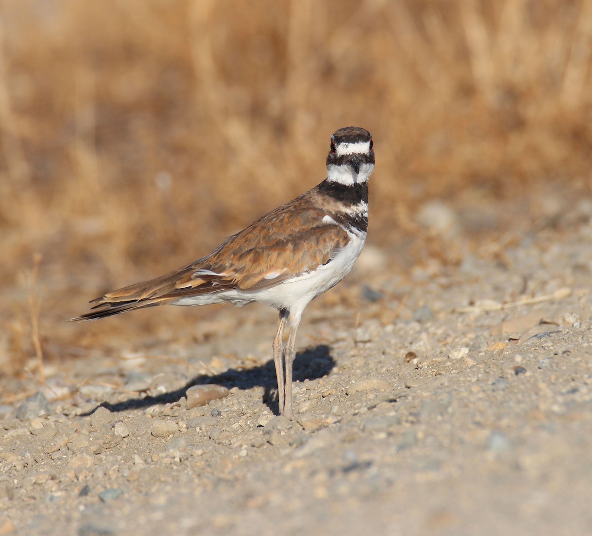 Killdeer - Julianne Elliott