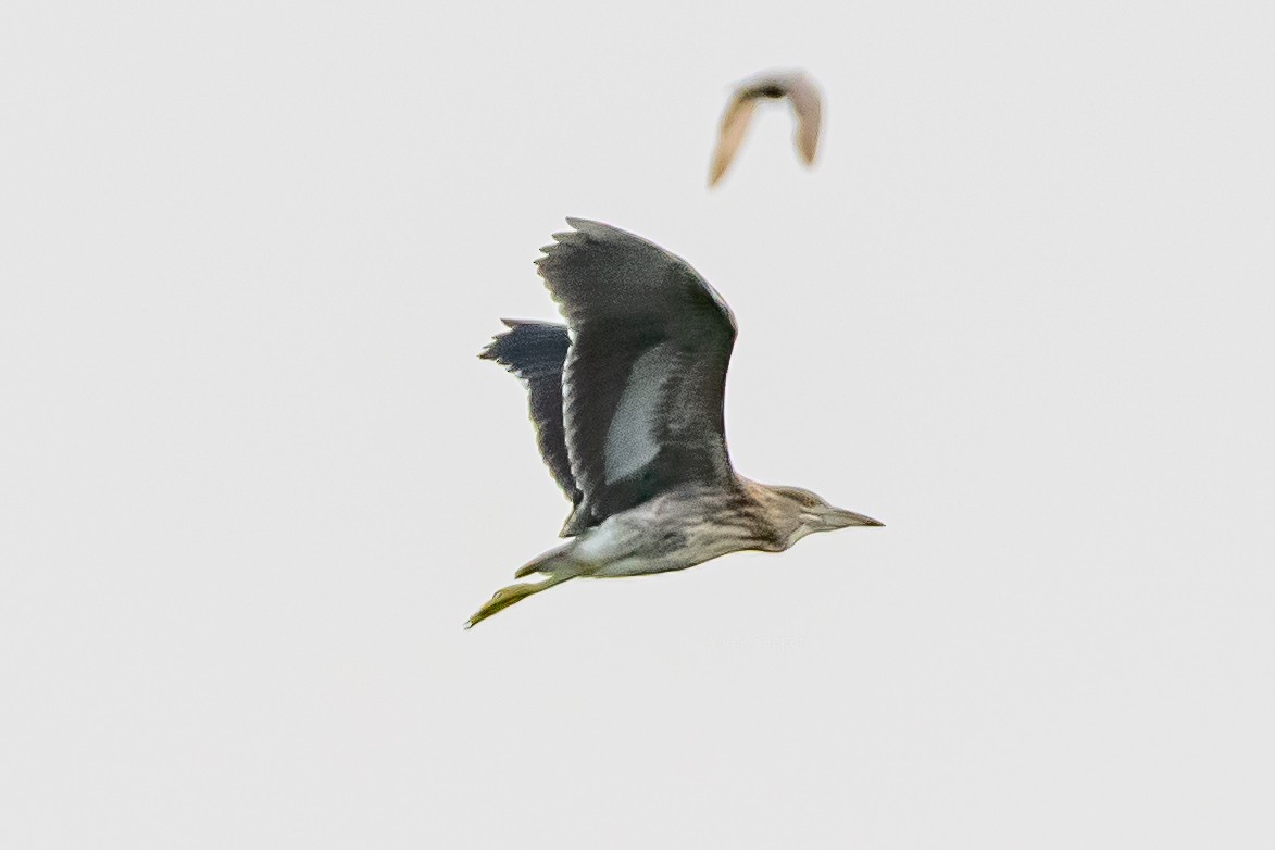 Black-crowned Night Heron - ML249190791