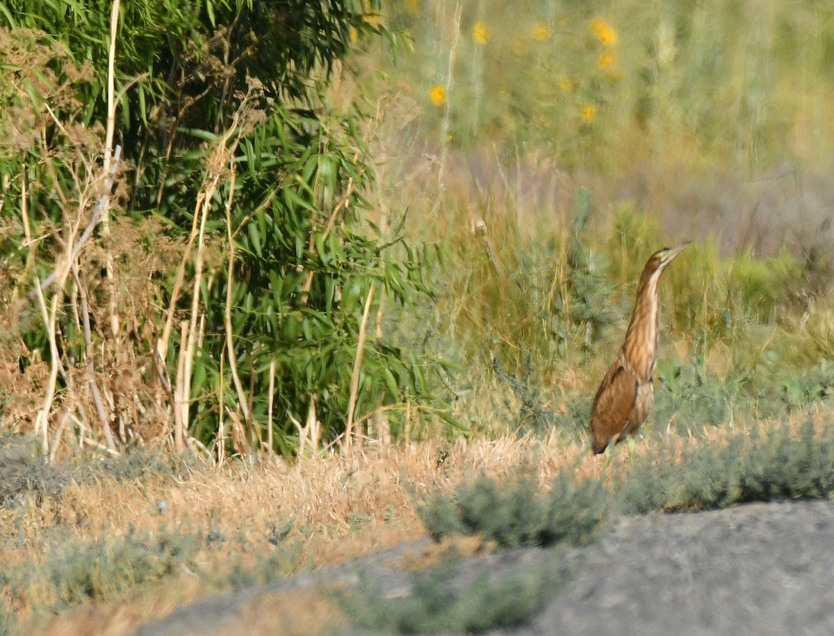 American Bittern - ML249191281