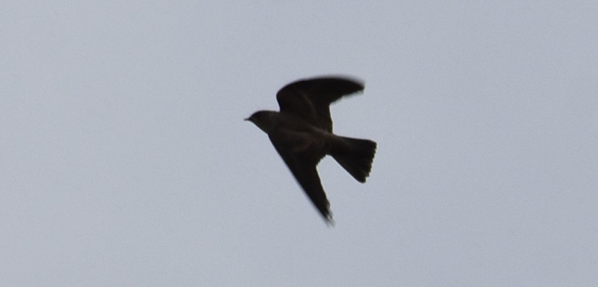 Northern Rough-winged Swallow - Joe Gyekis