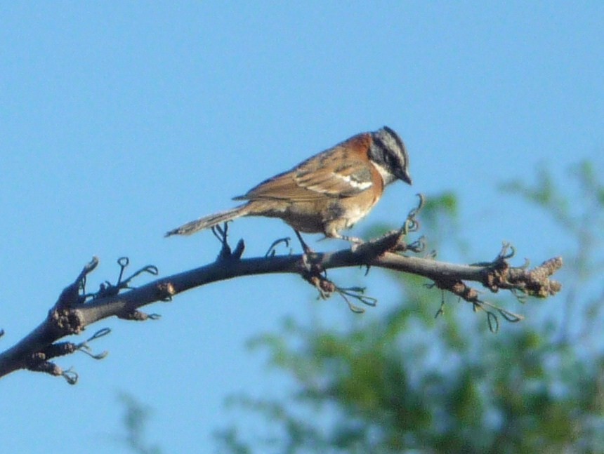 Rufous-collared Sparrow - Dominique Genna