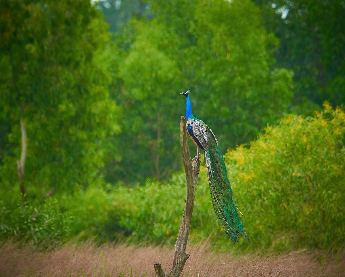 Indian Peafowl - ML249194871