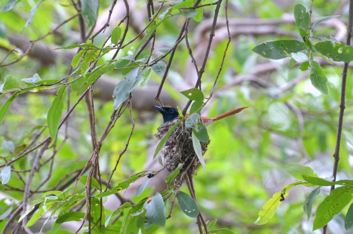 Indian Paradise-Flycatcher - ML249195471