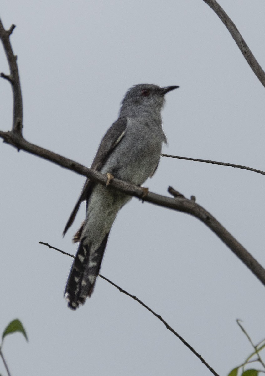 ハイバラカッコウ - ML249195841