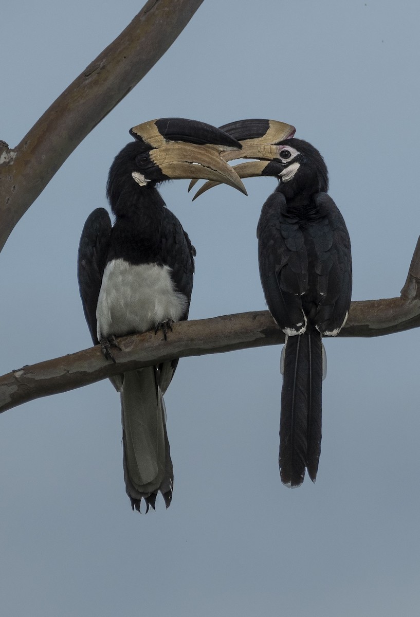 カササギサイチョウ - ML249196851