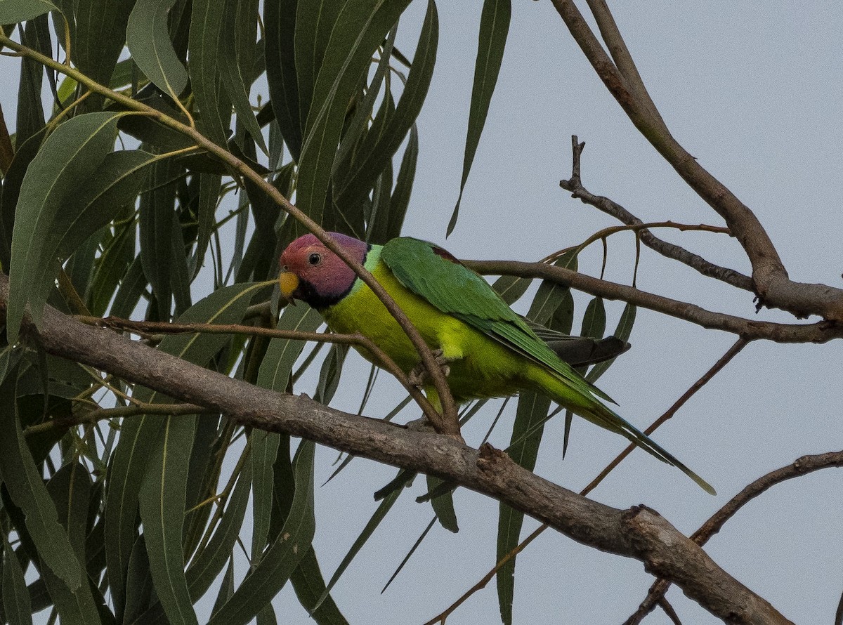 コセイインコ - ML249197521