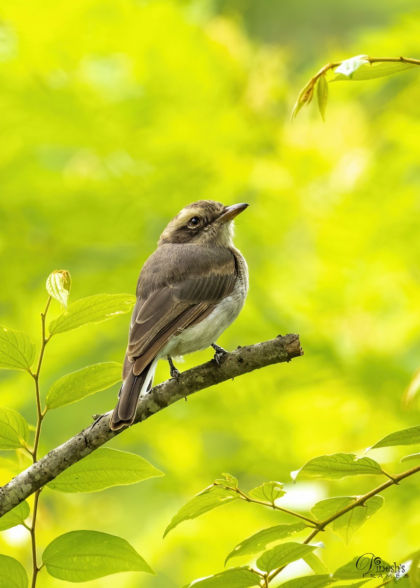 モズサンショウクイ - ML249197661